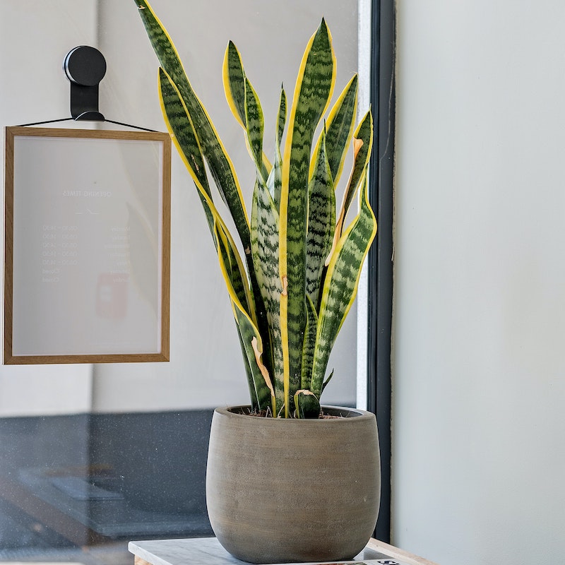 snake plant